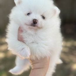 Pomeranian Puppies from Okie Poms