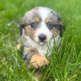 Magic - Blue merle male Toy Australian Shepherd puppy in Columbia Falls, Montana from Firefly Aussies & Aussiedoodles