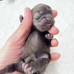 Girl 4 - Chocolate female Shih Tzu puppy in Ocala, Florida from Mimi's Shih-tzus of Ocala