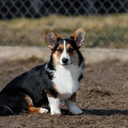 Bristol - Cardigan Welsh Corgi