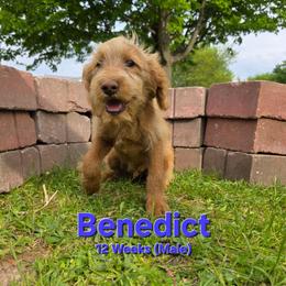 Benedict - Red male Labradoodle puppy in Genoa City, Wisconsin from Sakura Pups