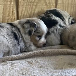 Miniature Australian Shepherd Puppies from Rolling Oaks Farm