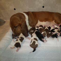 Basset Hound and Bloodhound Puppies from Out Law Hounds Den