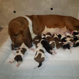 Basset Hound and Bloodhound Puppies from Out Law Hounds Den