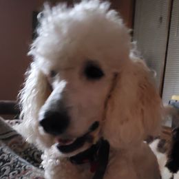 Goldendoodles, Labradoodles, and Poodles from Lillybrooke Acres