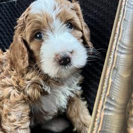 Claire - Red  female Goldendoodle puppy in Placerville, California from New Dawn Poodles and Doodles