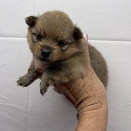 Cinnamon - Red sable female Pomeranian puppy in Avon Park, Florida from Mariska's Pomeranians
