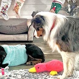 Australian Shepherds from Wagon Wheel Kennels Australian Shepherds