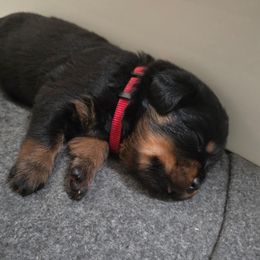 Amy - Black and tan female Rottweiler puppy in Peoria, Arizona from Von Diamond Hearts Rottweilers