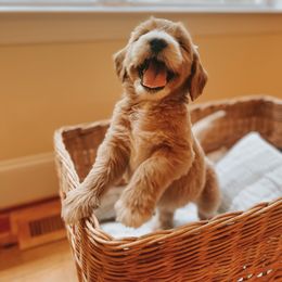 Goldendoodle Puppies from J+A Family Doodles