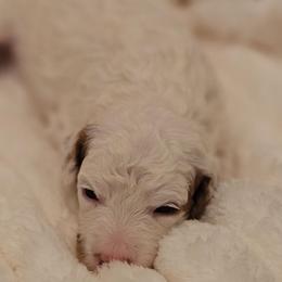 Bo Peep - Blenheim female Cavapoo puppy in Glendale, Arizona from Cool Cavapoos