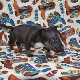 Male 2 - Black brindle and white male Miniature Bull Terrier puppy in Fontana, California from JLB Beagles & MBT