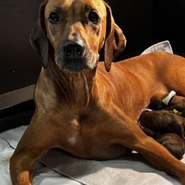 Pearl - Rhodesian Ridgeback