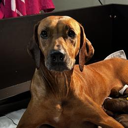 Pearl - Rhodesian Ridgeback