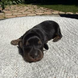 Girl 2 - Black and tan female Dachshund puppy in Santa Rosa, California from Signature Mini Dachshunds
