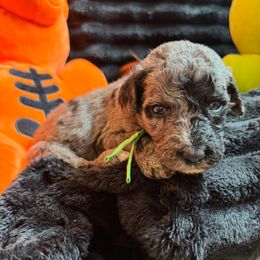 Cobbler (Green Collar) - Merle male Goldendoodle puppy in Toledo, Ohio from Avery Doodle Day LLC