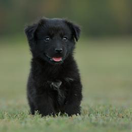 Bruce - Black & white male Miniature Australian Shepherd puppy in Hartman, Arkansas from Southern Edition Aussies