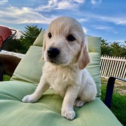 Gracie Lynn - Light golden Golden Retriever puppy in Lewiston, Idaho from Twin River Goldens