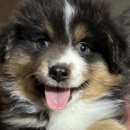 Miniature American Shepherd puppies from Malachi Kennels