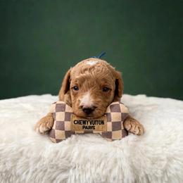 Charming Happy - Apricot Parti Mini Goldendoodle - Parti male Goldendoodle puppy in Lancaster, California from Kid's Best Doodle