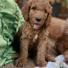 Goldendoodle Puppies from The Doodle grove