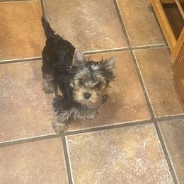 Yellow - Blue and gold male Yorkshire Terrier puppy in Cedartown, Georgia from Heartesha