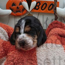 River (yellow collar) - Black brown and white female Basset Hound puppy in Big Rapids, Michigan from Basket Hound Bassets