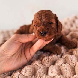 Sprinkles - Red female Cavapoo puppy in Idaho Falls, Idaho from Freckle Paw Family