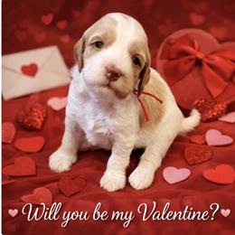 Ruby - Parti female Goldendoodle puppy in Great Falls, Montana from AnneLuna Goldendoodles