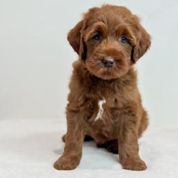 Australian Labradoodle Puppies from West Haven Australian Labradoodles
