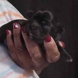 Shih Tzu Puppies from My Precious Paws – Shih Tzu