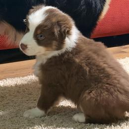 Red turquoise - Red tri-color male Australian Shepherd puppy in Lynnville, Indiana from Moonlightaussies