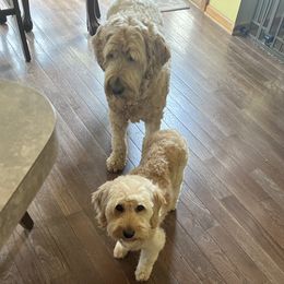 Goldendoodles from E&A Doodle Barn