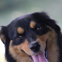 Miniature American Shepherd puppies from Rust Belt Farms