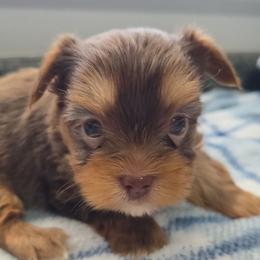Chocolate Male - Chocolate, tan and white male Yorkshire Terrier puppy in Lakeland, Florida from You Me & The Yorkies