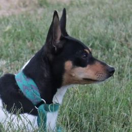 Annie - Teddy Roosevelt Terrier
