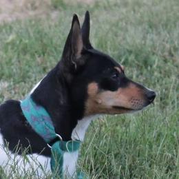 Annie - Teddy Roosevelt Terrier