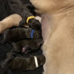 Boy 3 - Brindle Mastiff puppy in Buffalo, New York from Excelsior Mastiffs
