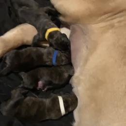 Boy 3 - Brindle Mastiff puppy in Buffalo, New York from Excelsior Mastiffs