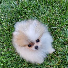 Pomeranian Puppies from Glitzypoms
