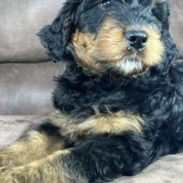 Bernedoodles, Cockapoos, and German Shorthaired Pointers from Filipiak Breeders