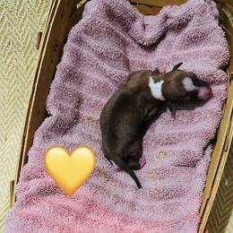 Yellow ( Boy 3) - Red male Italian Greyhound puppy in Arkadelphia, Arkansas from Concordia