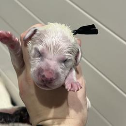 Black - White and black male Dalmatian puppy in Austin, Texas from Dazzling Dalz