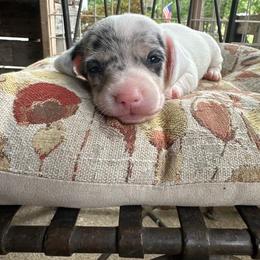 Clover - Dapple female Dachshund puppy in Henrico, Virginia from All About Pets