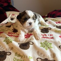 Girl 1 - Tricolor female Shih Tzu puppy in Wooster, Ohio from Mending Hearts Shih Tzu's