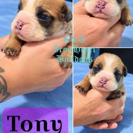 Tony - Fawn and white male Bulldog puppy in Clarksville, Indiana from C&A IronHeart Bulldogs and Krymson Kandy Shihtzus