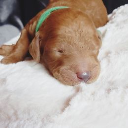 Goldendoodle Puppies from Angel's Doodles