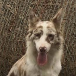 Fancy - Border Collie