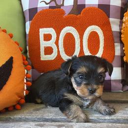 Rowan - Black and tan male Yorkshire Terrier puppy in Dexter City, Ohio from Harriman's Yorkshire Terriers