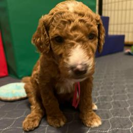 Trixie - Dark pink girl - Red  female Goldendoodle puppy in Puyallup, Washington from Dawnie’s Doodles